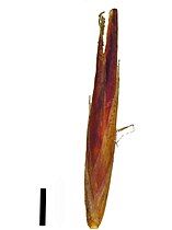 Spikelet (black scale bar represents 1 mm)