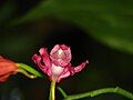 The Strobilanthus flower at the Namdapha National Park