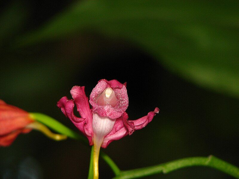 File:Strobilanthus, Namdapha.jpg