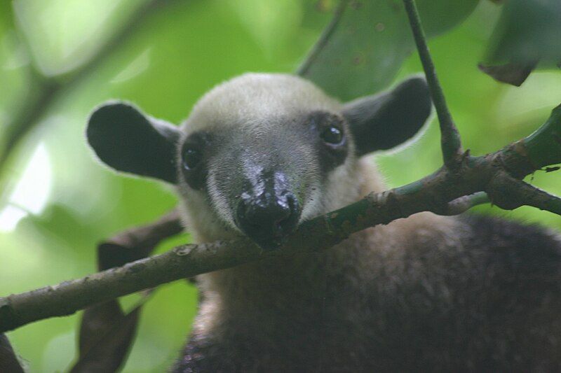 File:Tamandua mexicana.jpg