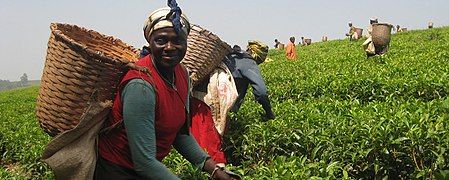 Tanzanian tea farmers