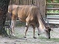 Common eland