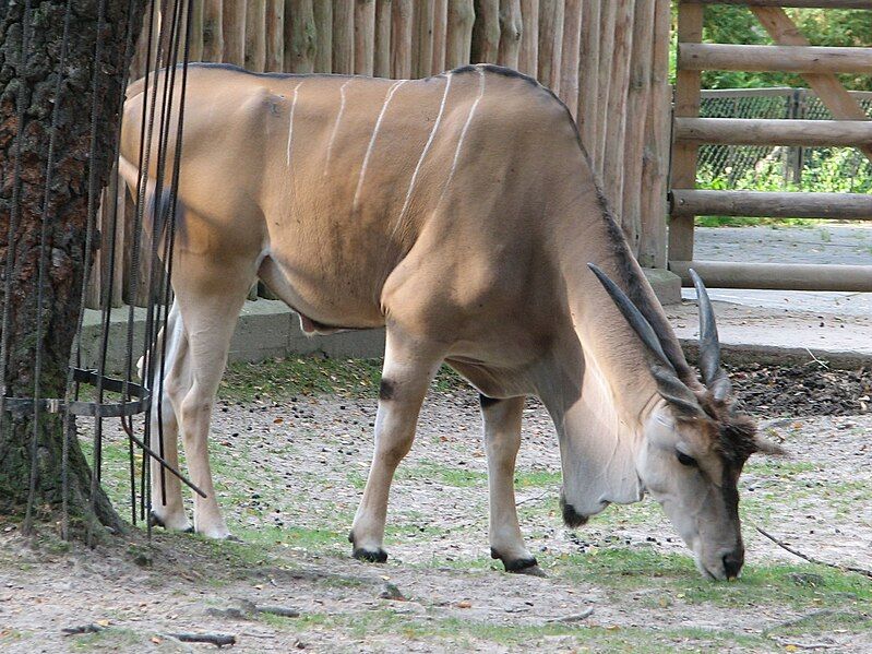 File:Taurotragus.oryx-01-Krakow.jpg