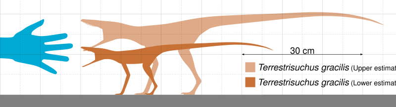 File:Terrestrisuchus Scale.svg