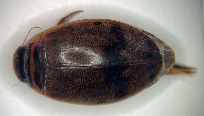 File:Thermonectus nigrofasciatus 6.JPG