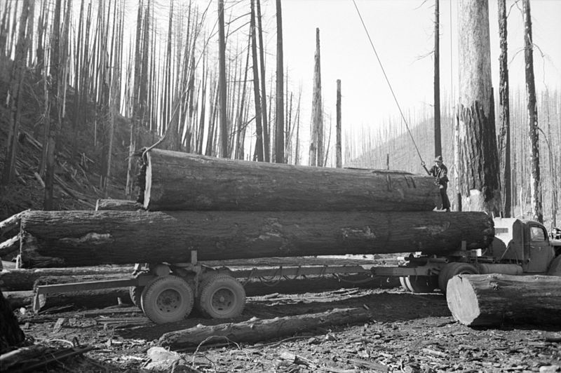 File:Tillamook gyppo logging.jpg