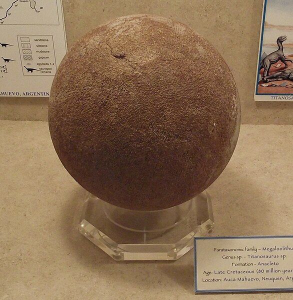 File:Titanosaurus-egg.jpg