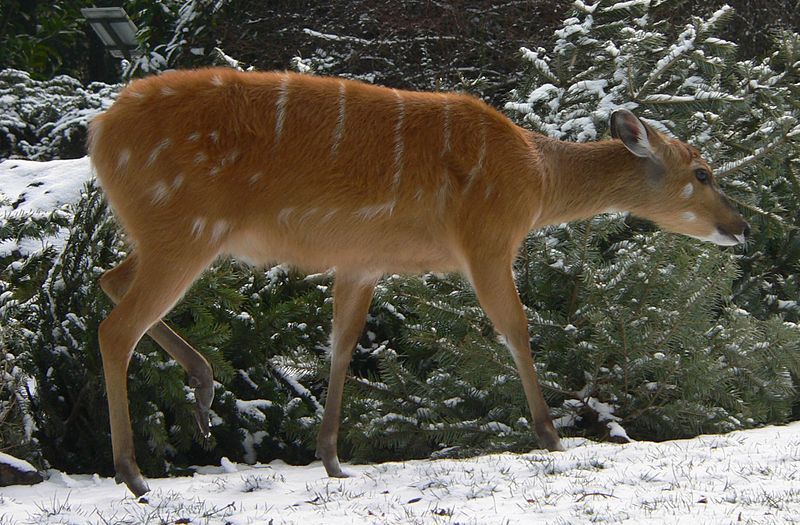 File:Tragelaphus spekei Weibchen.jpg