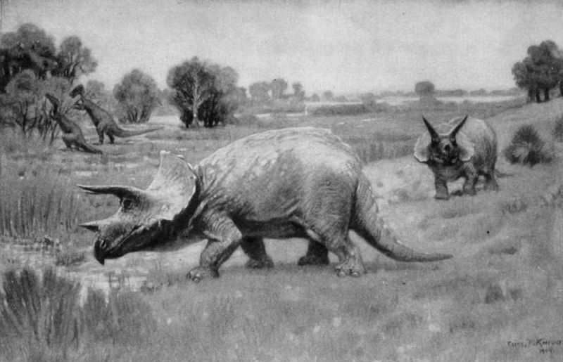 File:Triceratops - 1904.jpg