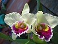 Cattleya cultivar