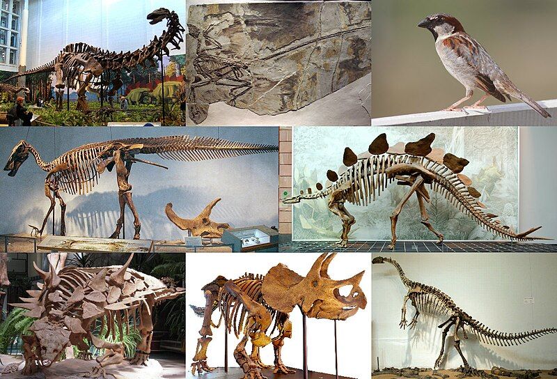 File:Various dinosaurs 4.jpg