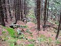 Old path by the Schluftkopf