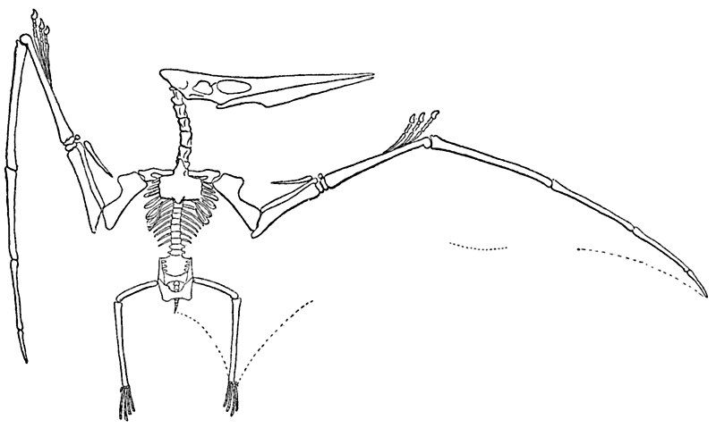 File:Williston Pteranodon.jpg