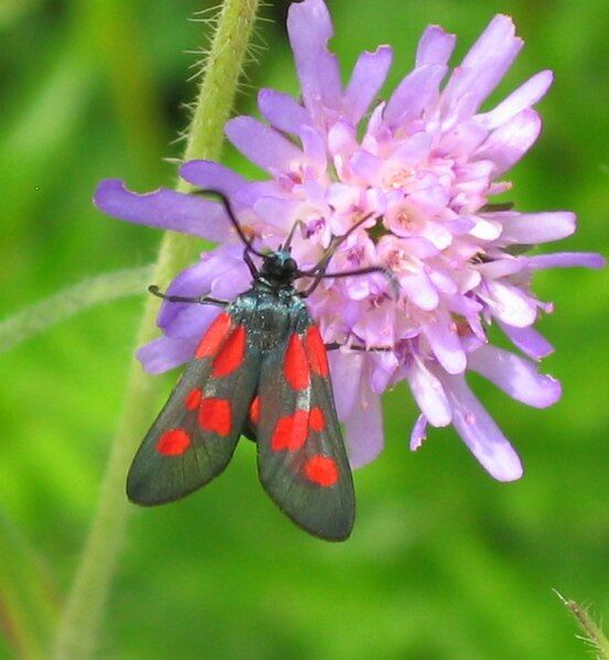 File:Zygaena viciae 01.jpg