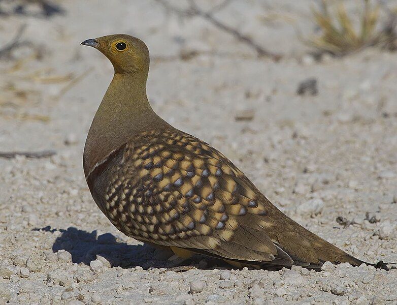 File:2012-namaqua-sandgrouse-male.jpg