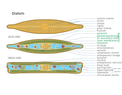 File:2023 Diatom.svg