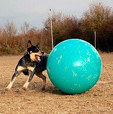 An Australian Cattle Dog pushes a large cyan ball.