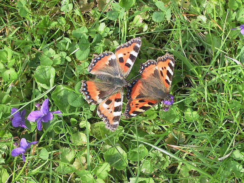 File:Aglais urticae20060420.JPG