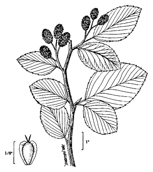 File:Alnus viridis drawing.png