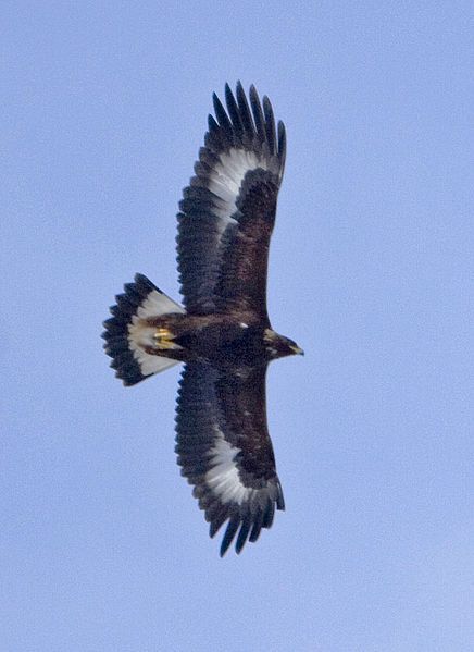 File:Aquila chrysaetos USFWS.jpg