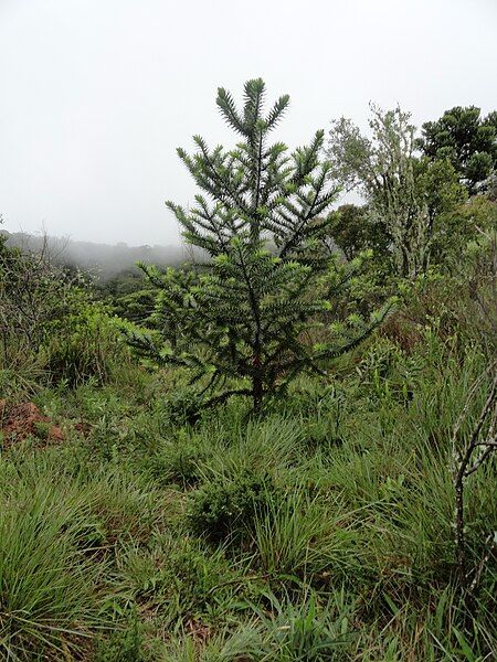 File:Auraucaria angsmall1.jpg