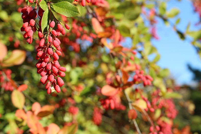 File:Berberis prattii1.jpg