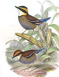 male and female H. guajana