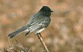 Black Phoebe - Sacramento County, California