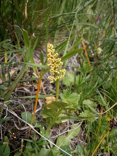 File:Botrychium lunaria002.jpg