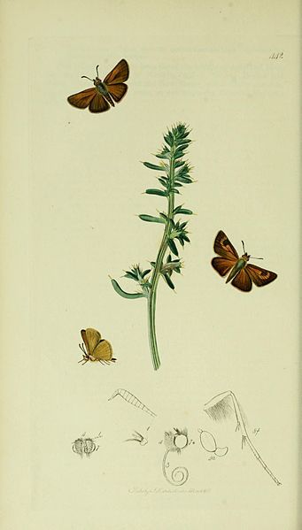 File:Britishentomologyvolume5Plate442.jpg