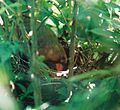 Female Cardinal on her nest.