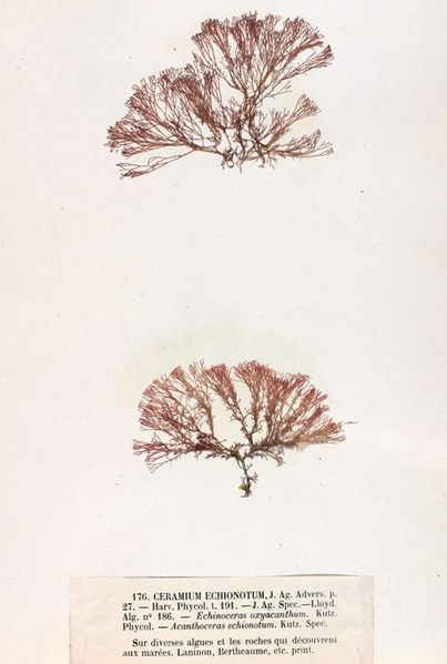 File:Ceramium echionotum Crouan.jpg