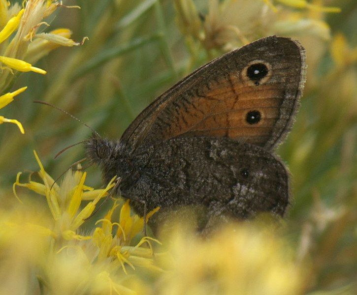 File:Cercyonis meadii P1520908a.jpg