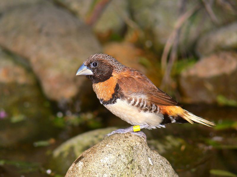 File:Chestnut-breasted Mannikin444.jpg