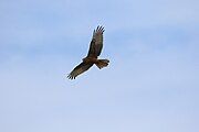 A swamp harrier (predatory bird) flying overhead.