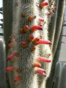 Cleistocactus strausii, by Raul654