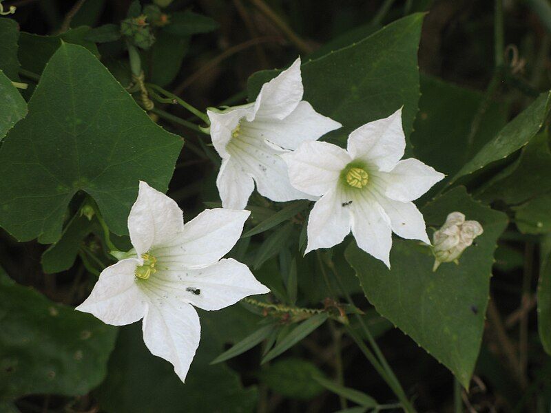 File:Coccinia grandisRHu2.JPG