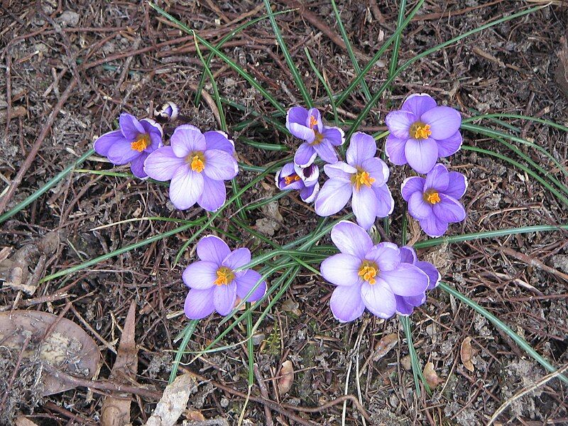 File:Crocus minimus07.jpg