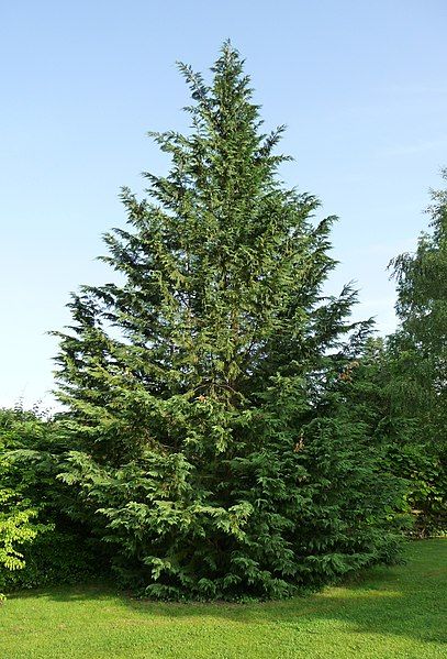 File:Cupressocyparis leylandii.jpg