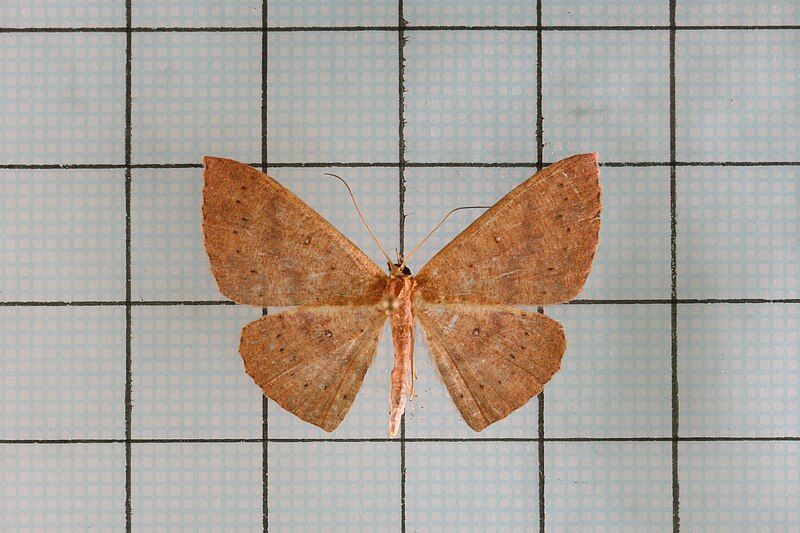 File:Cyclophora intermixtaria.jpg