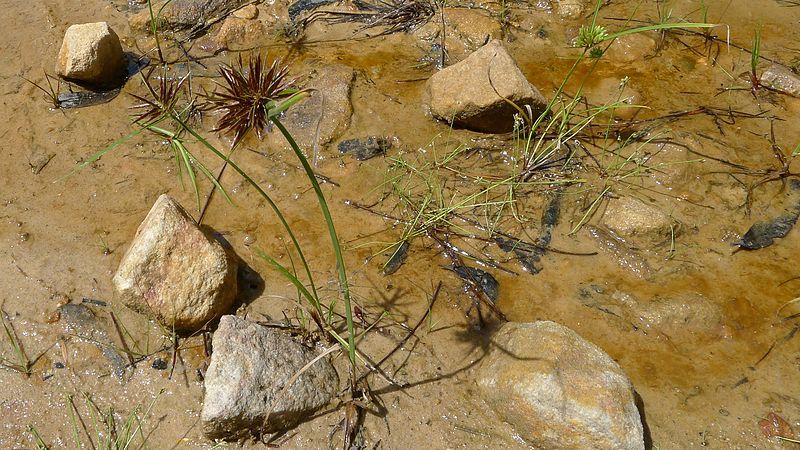 File:Cyperus congestus (6783919323).jpg