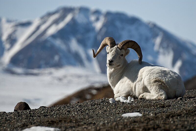 File:Dall Sheep (14230716182).jpg