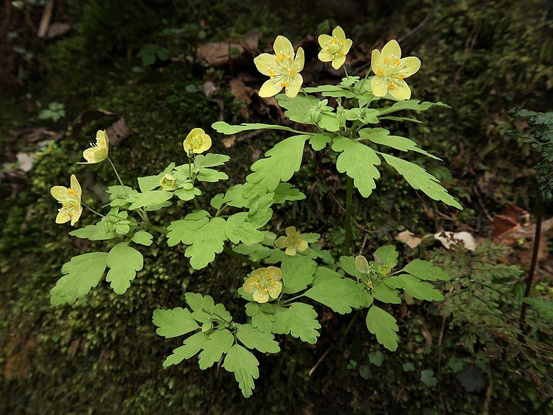 File:Dichocarpum pterigionocaudatum 1-2.JPG