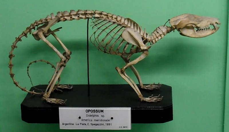 File:Didelphis skeleton.png