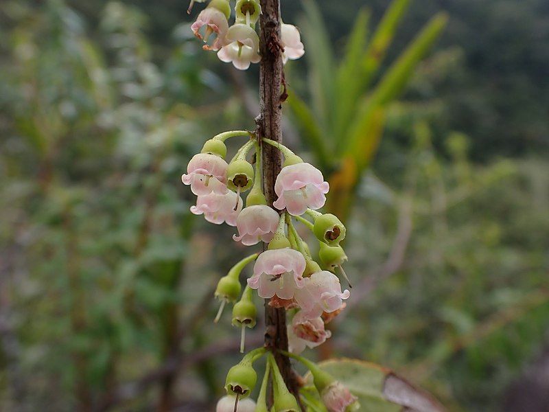 File:Diogenesia boliviana 165484460.jpg