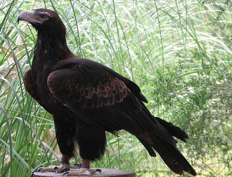 File:EagleWedgetail2.jpg