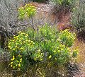 Ericameria linearifolia