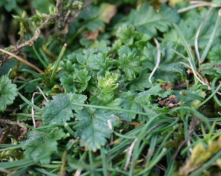 File:Erodium maritimum flower.jpg