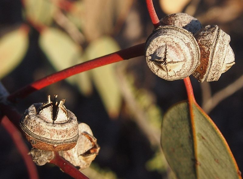 File:Eucalyptus sessilis capsules.jpg