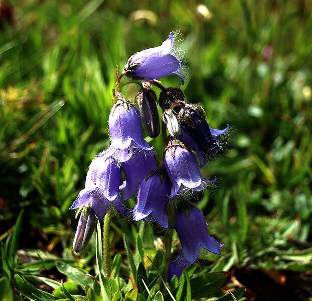 File:Flowers Simplonpass.jpg